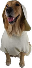 �ʐ^