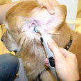 1�b�d�q���̉��v Pet-Temp