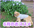6月のおススメ♪