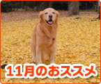 11̂XX