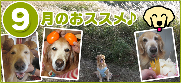 今月のおススメ