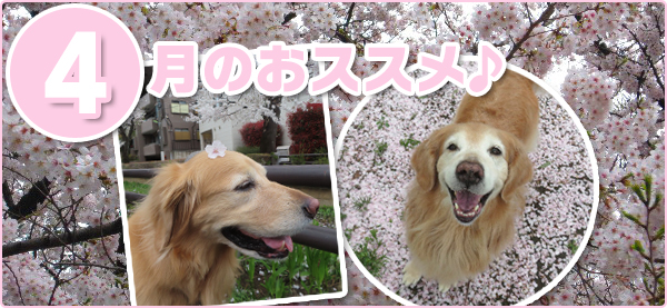 4���̂��X�X��