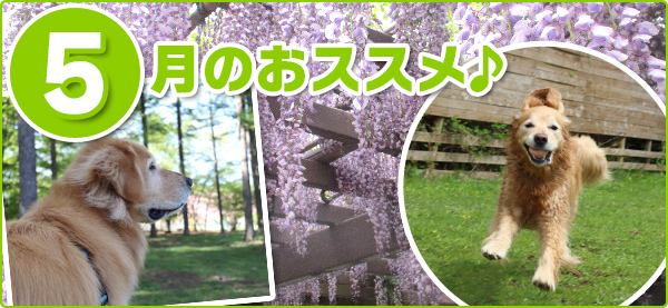 5���̂��X�X��