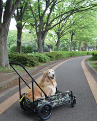 AIR BUGGY  CARRIAGE    大型犬用 カート