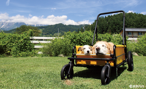 エアバギー キャリッジ 大型犬・中型犬用カート