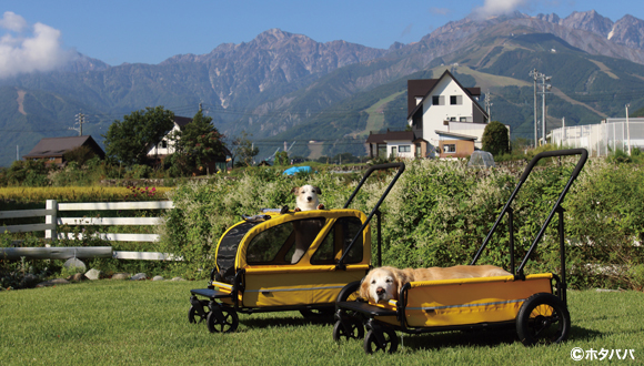 エアバギー キャリッジ（AirBuggy Carriage）（大型犬・中型犬用カート）