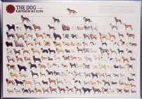 犬の系統図