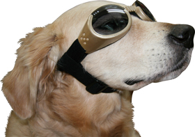 Doggles Goggles ドグルズ ゴーグル 大型犬用サングラス