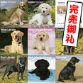 2015年カレンダー（レトリーバー・犬種別）